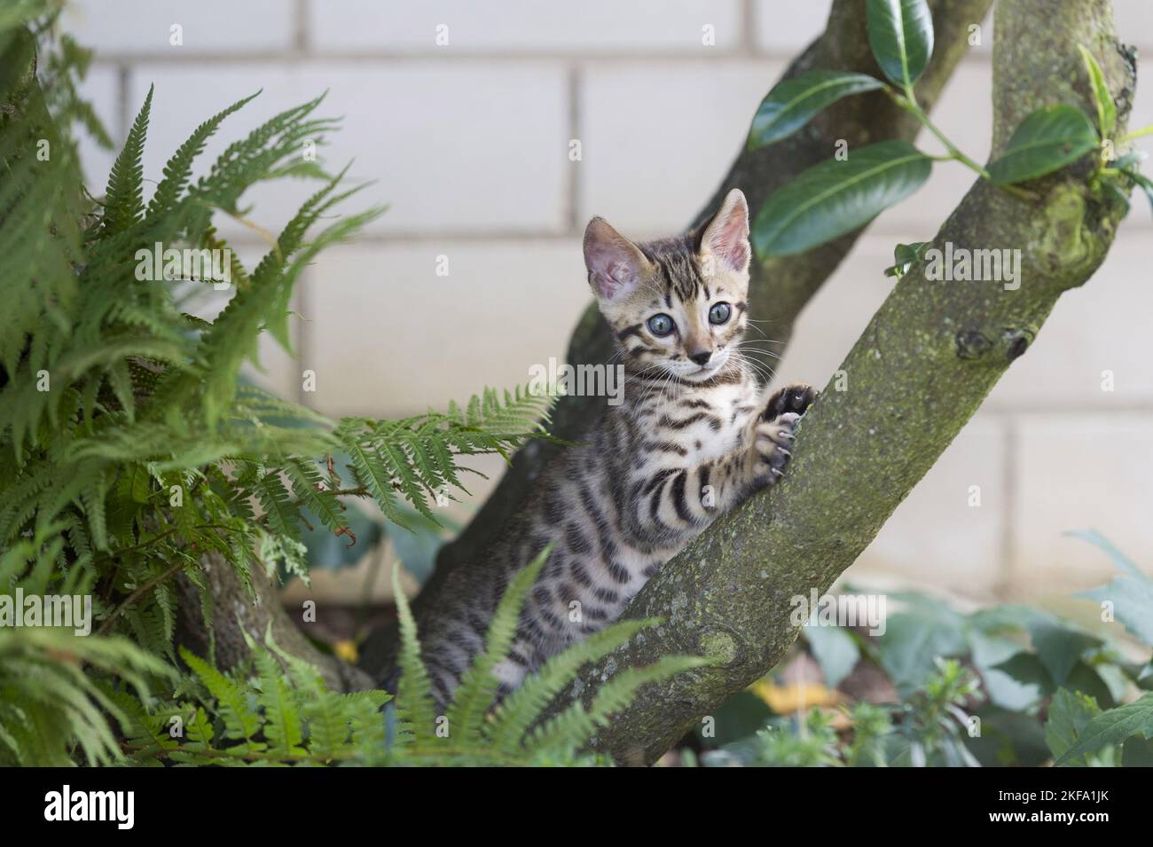 Gattino di gatto bengala Foto Stock