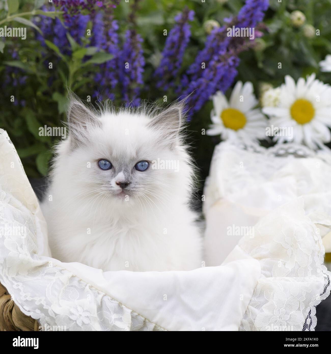 Gattino di Ragdoll Foto Stock