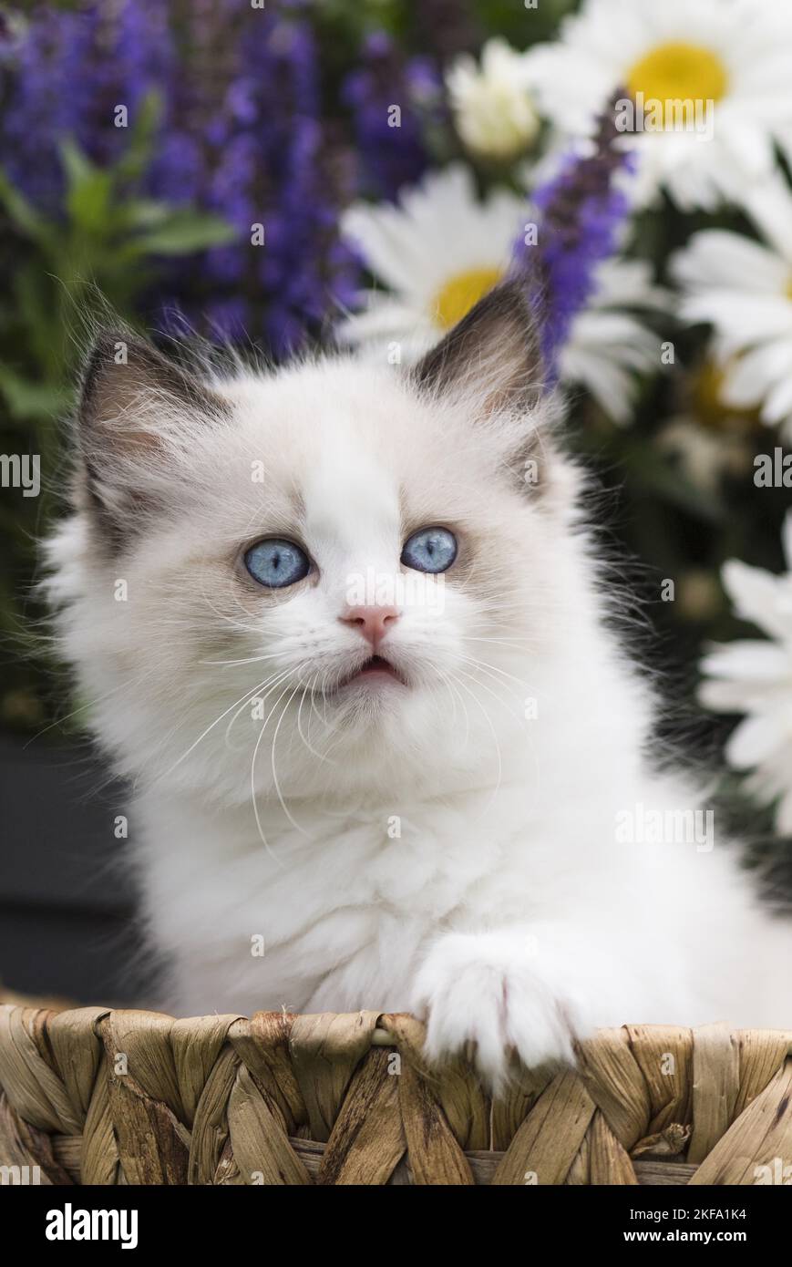 Gattino di Ragdoll Foto Stock