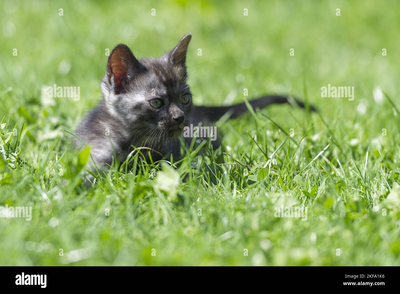 Gattino di gatto bengala Foto Stock