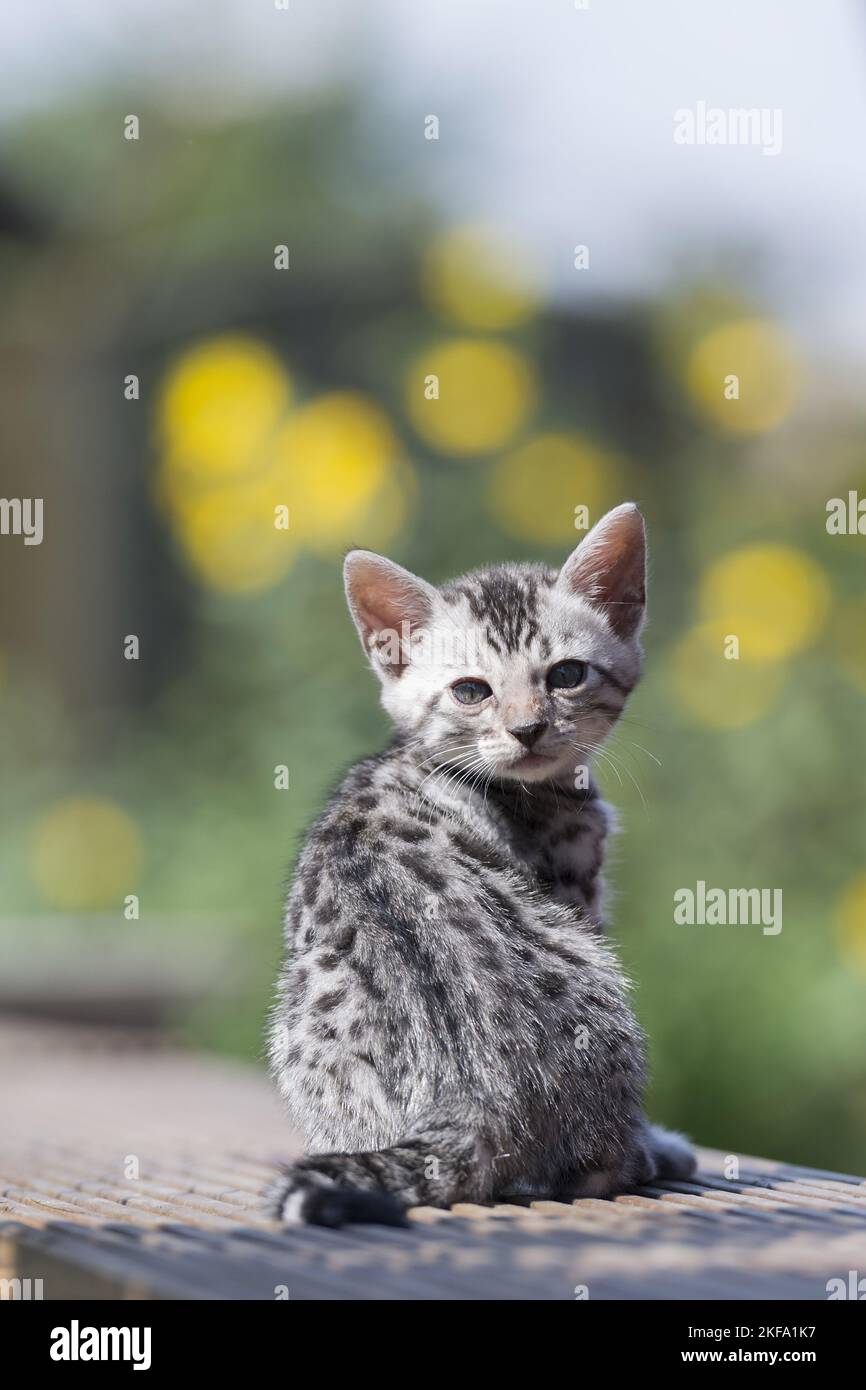 Gattino di gatto bengala Foto Stock