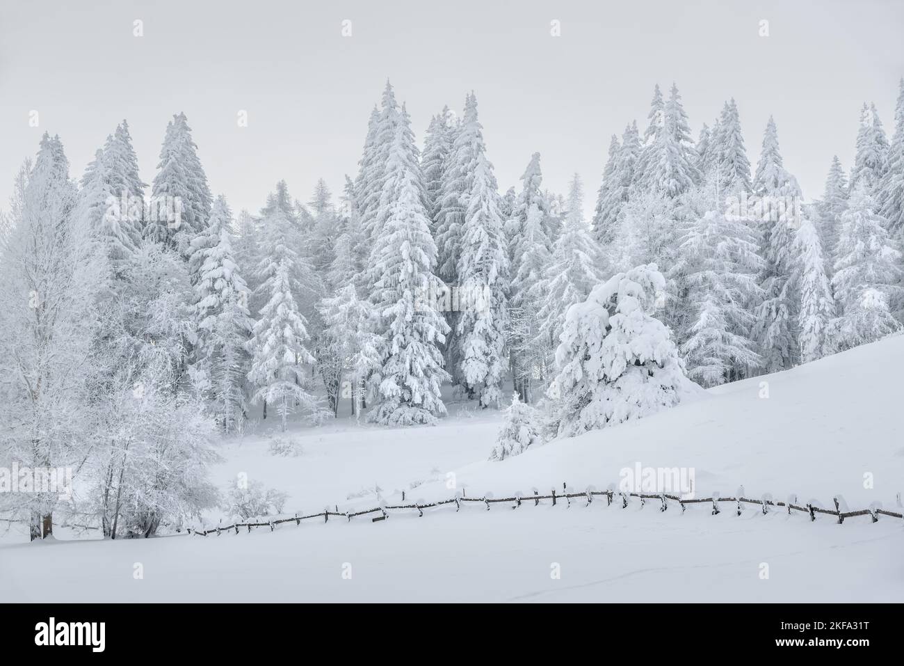 Foresta congelata di pini ricoperti di neve fresca sull'altopiano col Bayard a Champsaur. Inverno nelle Alte Alpi, Alpi, Francia Foto Stock