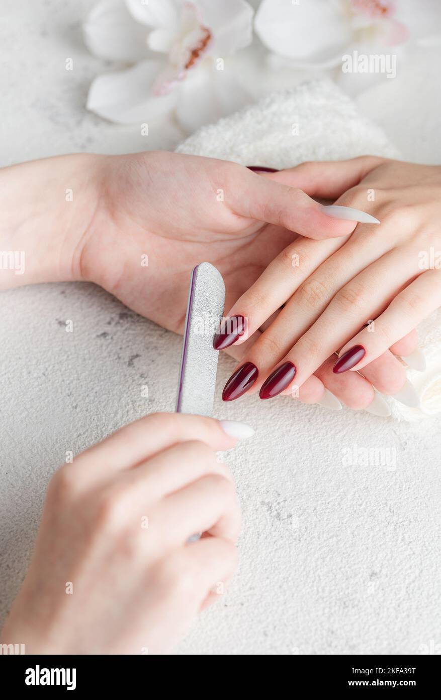 Belle mani di una giovane donna con manicure rosso scuro sulle unghie. Processo di manicure. Foto Stock