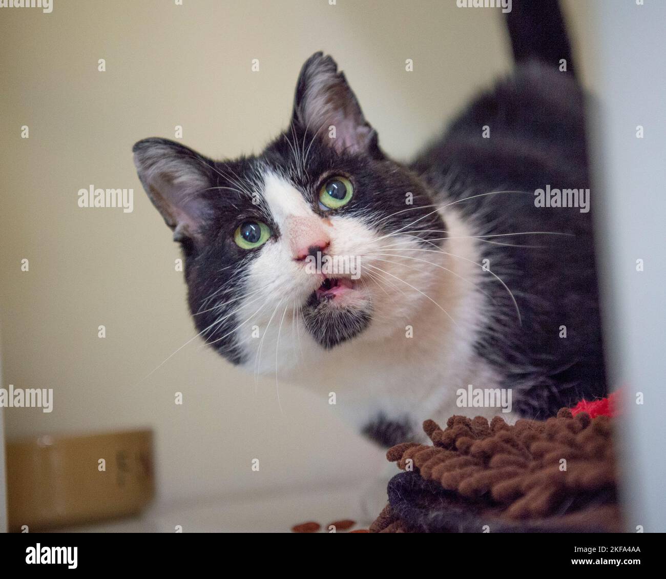 gatto domestico bianco e nero che guarda in alto Foto Stock