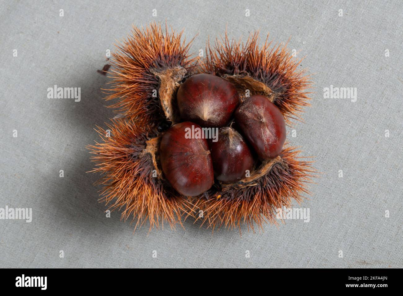 Castagno dolce con carena di luccio pronta a mangiare. Foto Stock