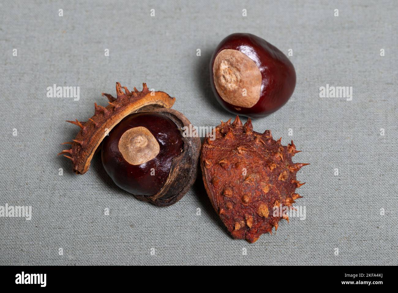 Castagno dolce con carena di luccio pronta a mangiare. Foto Stock