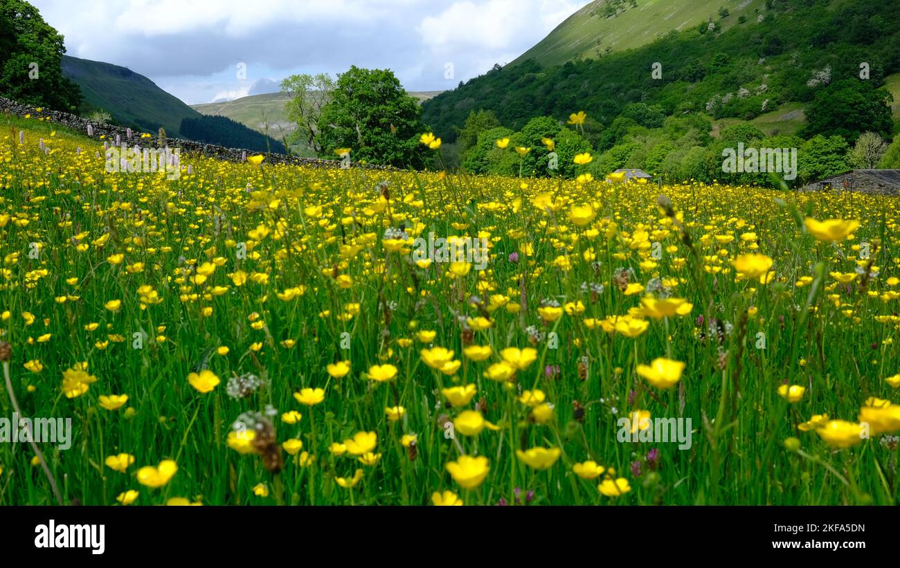 Questo prato biologico di fiori selvatici a Muker, Swaledale, fa parte di un programma che protegge diversi prati da pesticidi e insetticidi Foto Stock