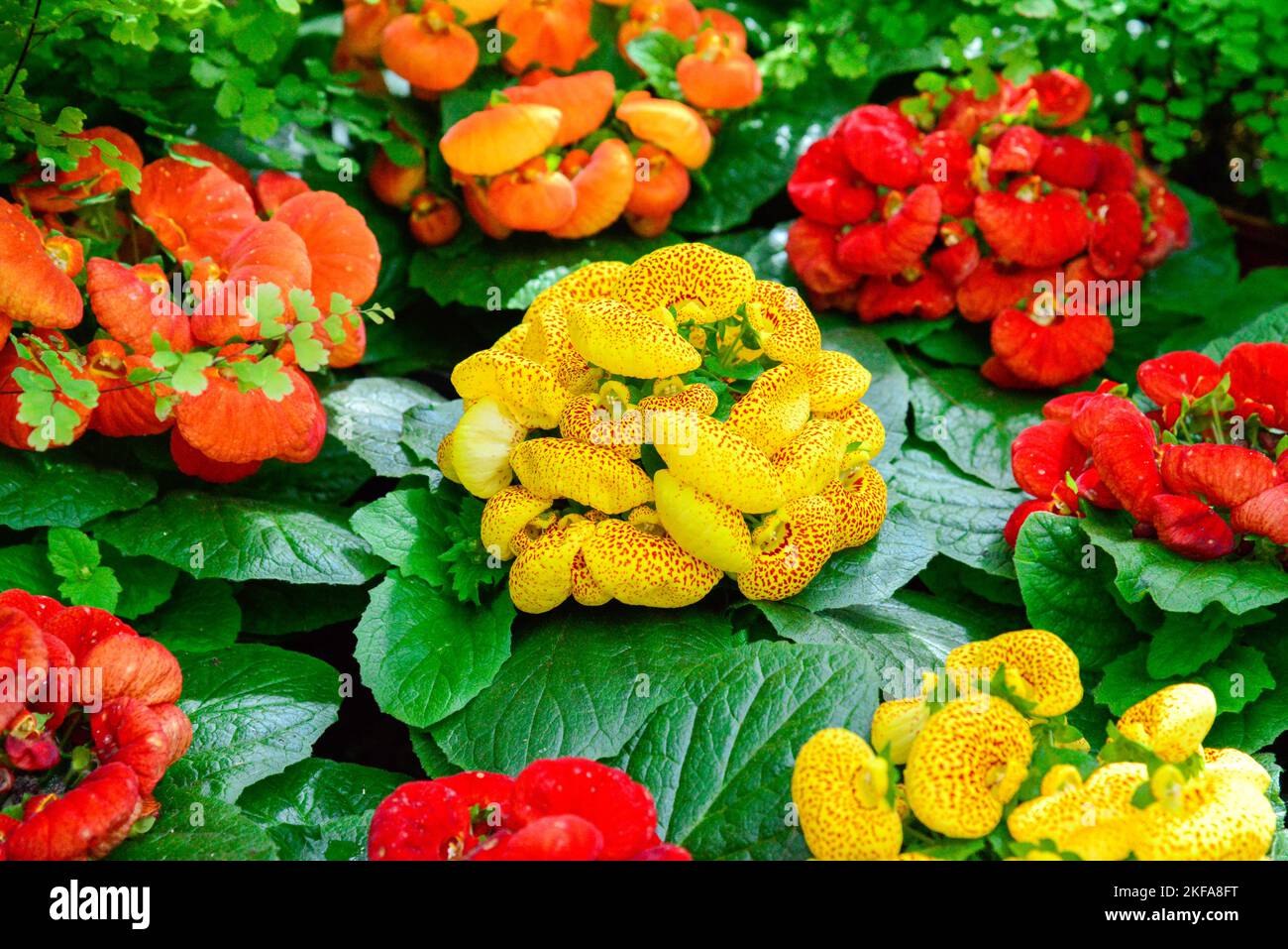 Fitzroy Gardens in un giorno di sole brillante a Melbourne, Victoria VIC, Australia Foto Stock