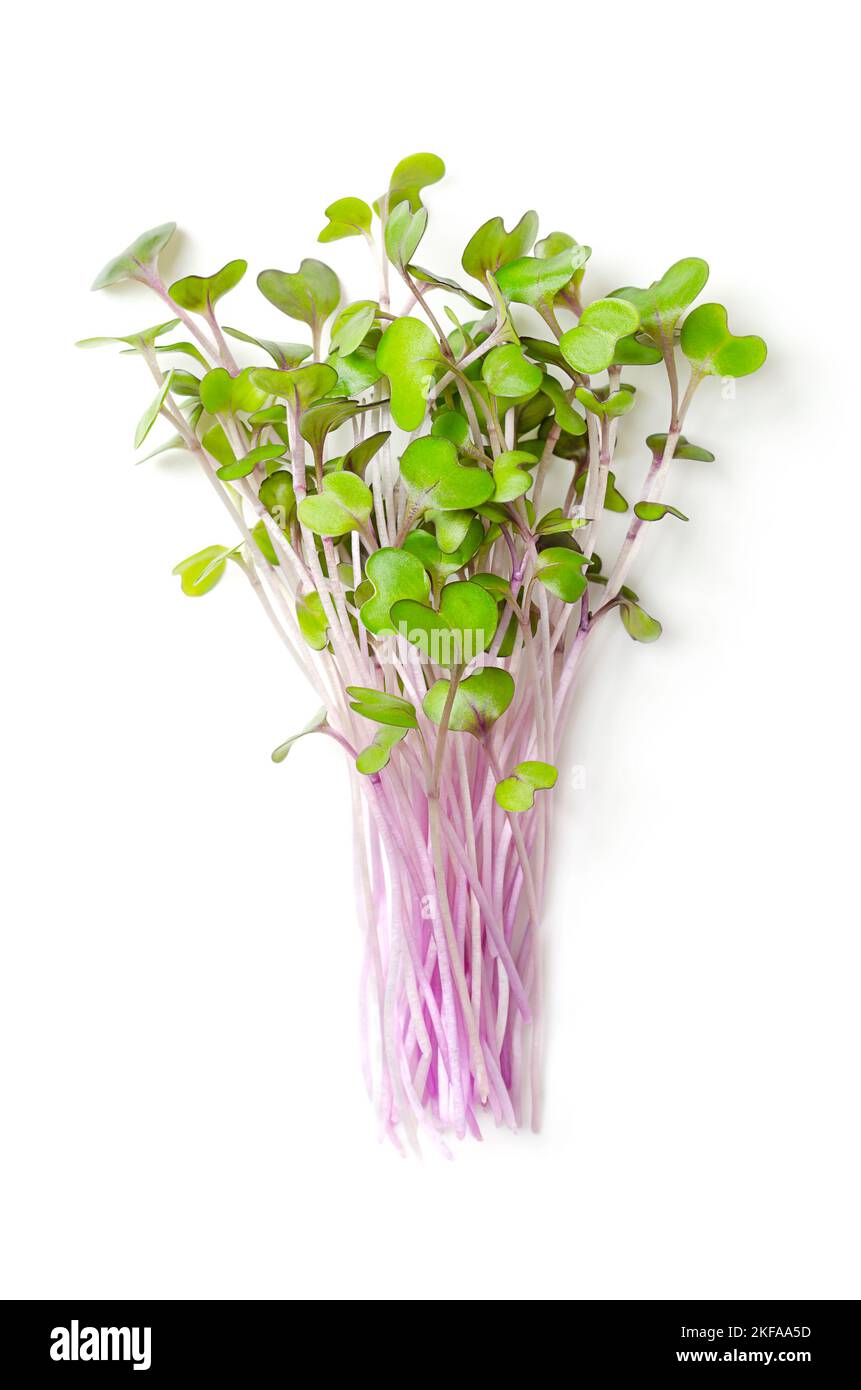 Mazzo di cavolo rosso microgreens. Giovani pianta, germogli, cotiledoni e giovani piante di Brassica oleracea, anche cavolo viola. Foto Stock