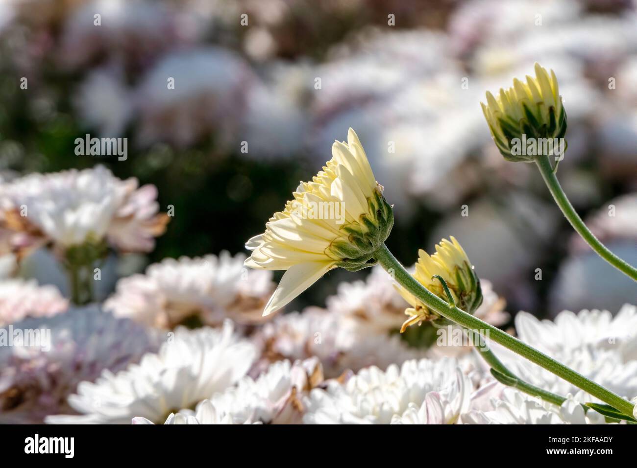 Campo di fiori bianchi di crisantemi primo piano Foto Stock