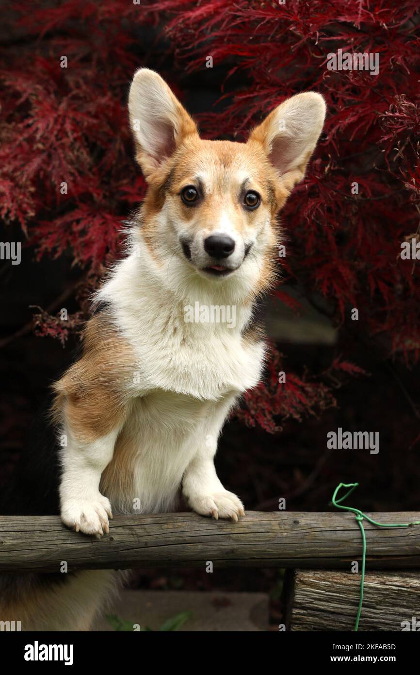 Welsh Corgi Pembroke Foto Stock