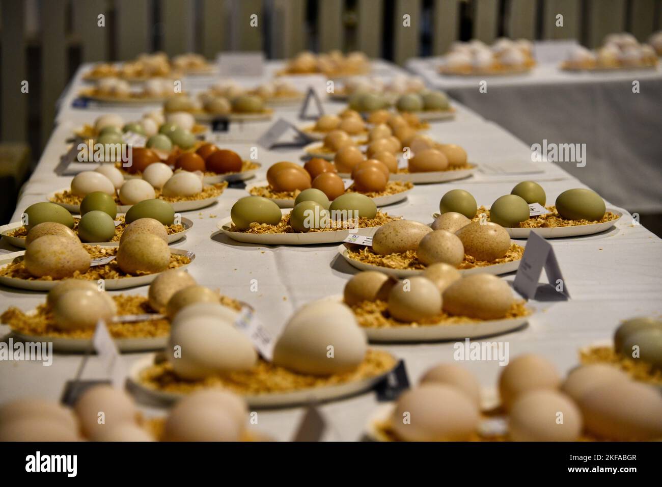 Multiple Eggs Plated Up per aver giudicato il concorso Egg al Royal Melbourne Show, Melbourne Victoria VIC, Australia Foto Stock