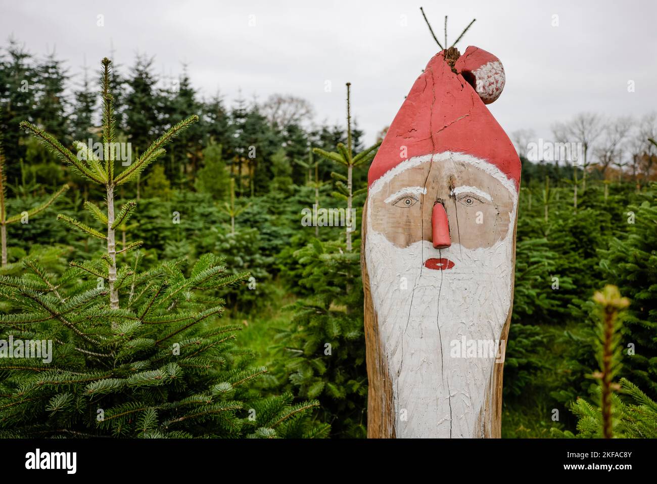 Willenscharen, Germania. 17th Nov 2022. Gli alberi di Natale si trovano in un campo presso la fattoria Ansgarius nel quartiere di Steinburg. Secondo la Camera dell'Agricoltura dello Schleswig-Holstein, gli alberi non diventeranno più costosi per il consumatore finale rispetto all'anno scorso. Credit: Frank Molter/dpa/Alamy Live News Foto Stock