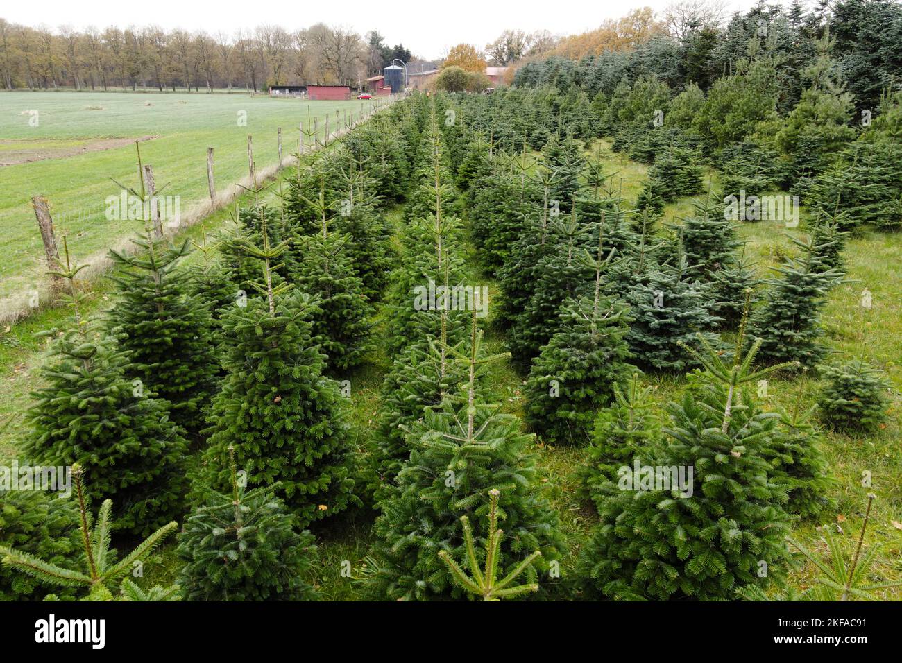 Willenscharen, Germania. 17th Nov 2022. Gli alberi di Natale si trovano in un campo presso la fattoria Ansgarius nel quartiere di Steinburg. Secondo la Camera dell'Agricoltura dello Schleswig-Holstein, gli alberi non saranno più costosi per il consumatore finale rispetto all'anno scorso. (Foto aerea con drone) Credit: Frank Molter/dpa/Alamy Live News Foto Stock