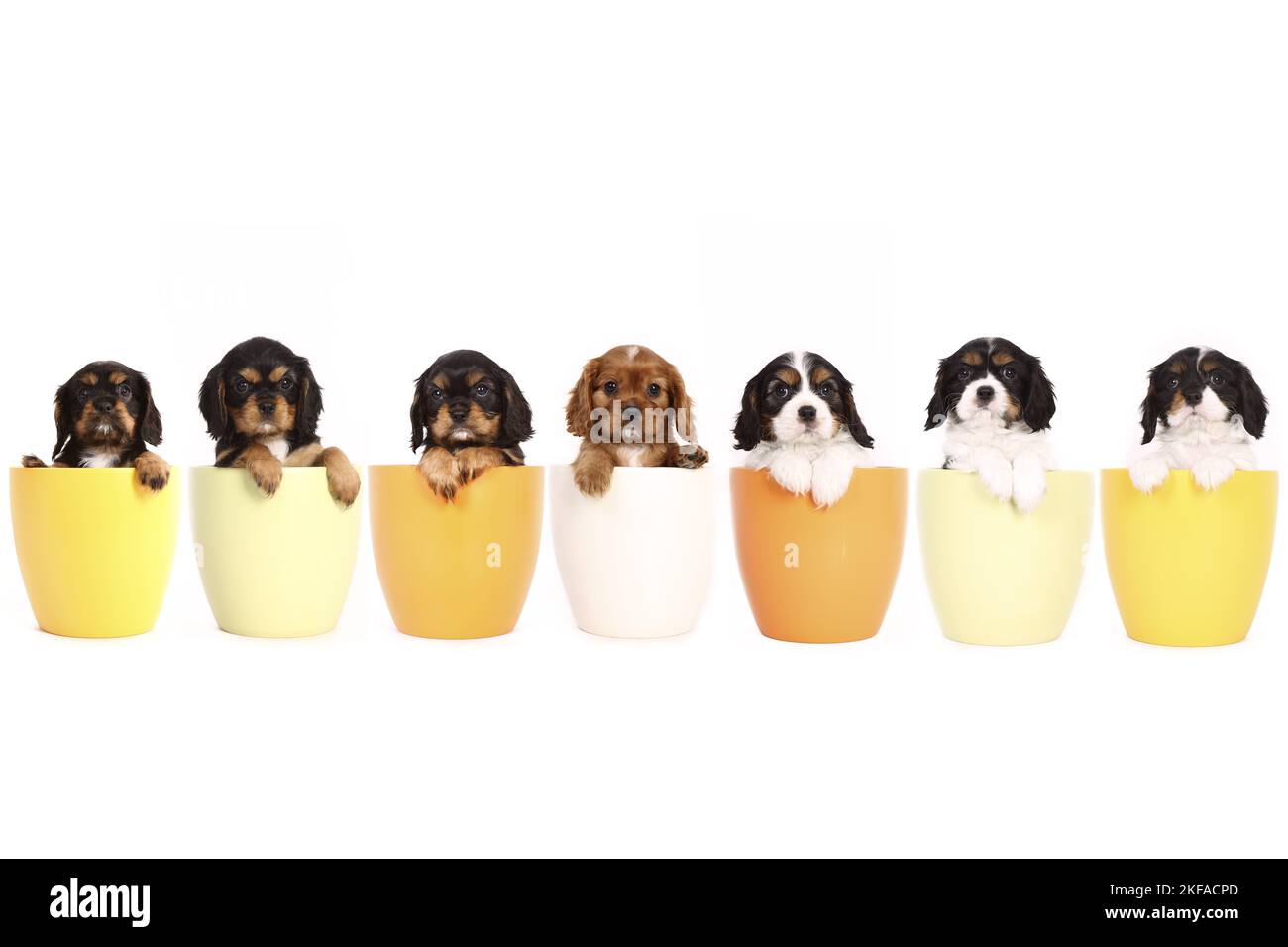 Cavalier re Charles Spaniel Puppies in una pentola Foto Stock