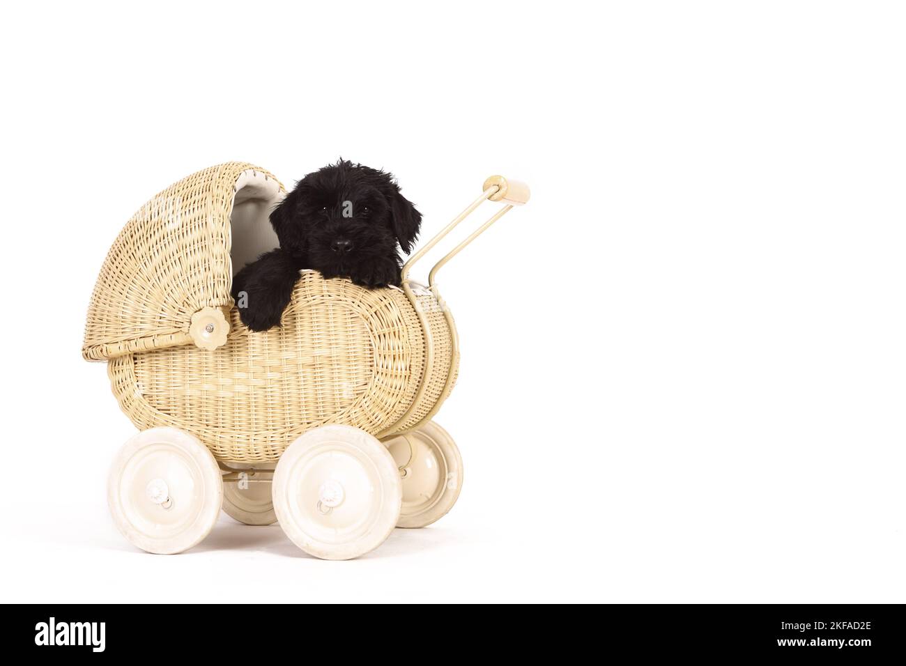Puppy gigante Schnauzer in una bambola PRAM Foto Stock