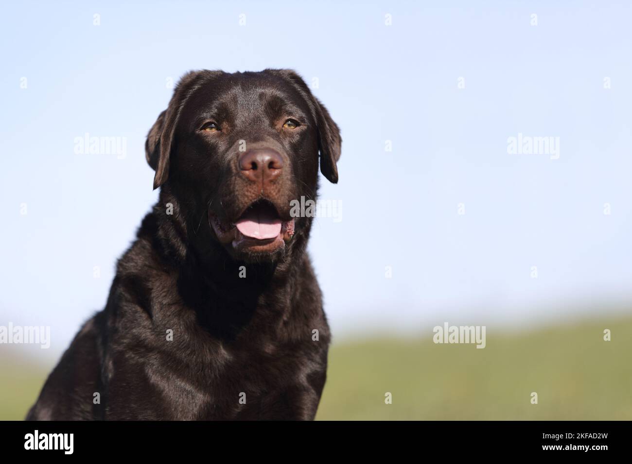 Il Labrador Retriever ritratto Foto Stock