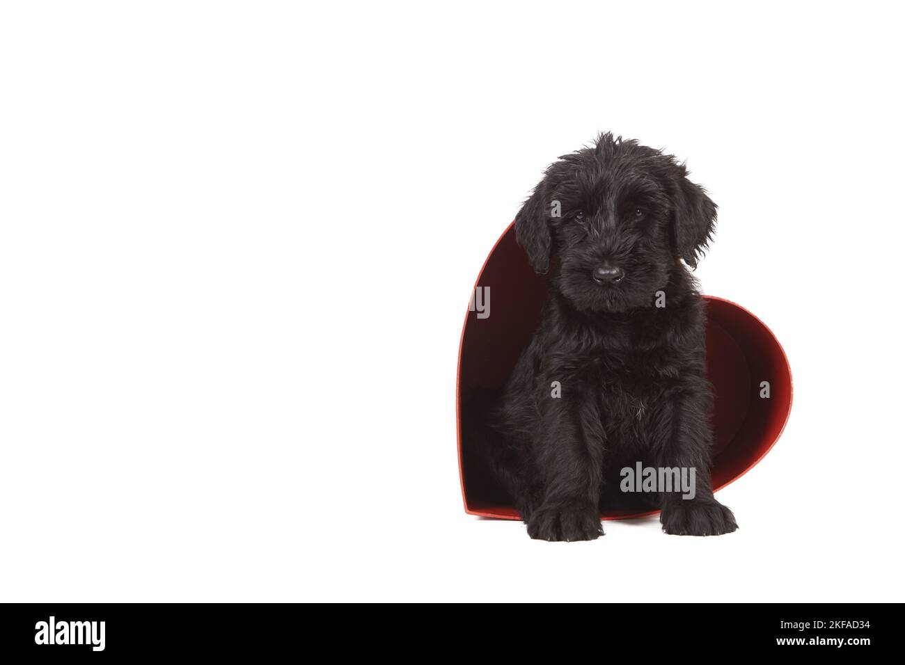 Gigante Schnauzer Puppy in un cuore Foto Stock