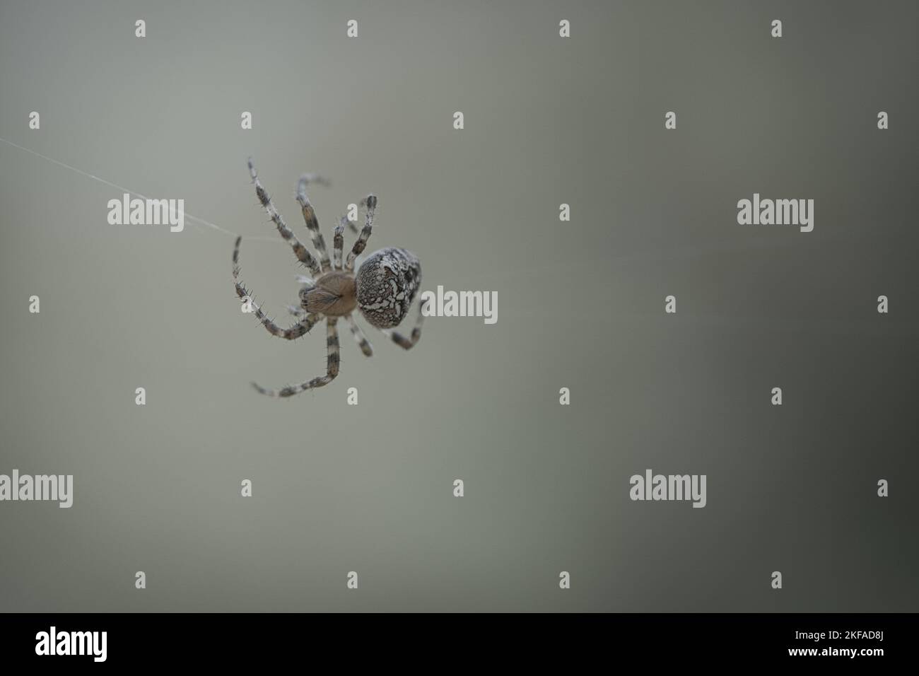 Crociera del ragno su una filettatura del ragno. Halloween spavido. Sfondo sfocato. Un cacciatore utile tra insetti. Arachnid. Foto di animali selvatici. Foto Stock