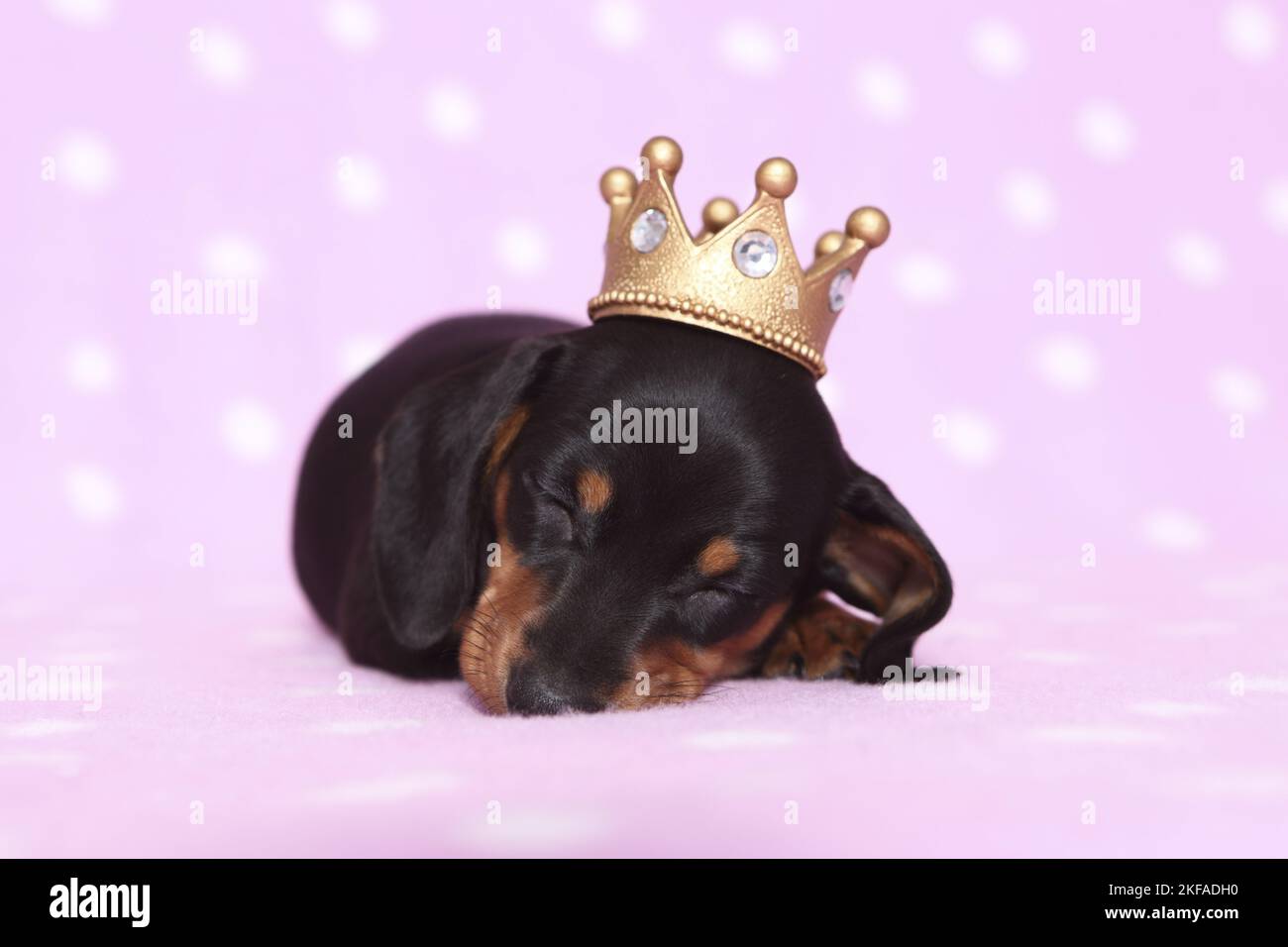 American Miniature Dachshund Puppy Foto Stock