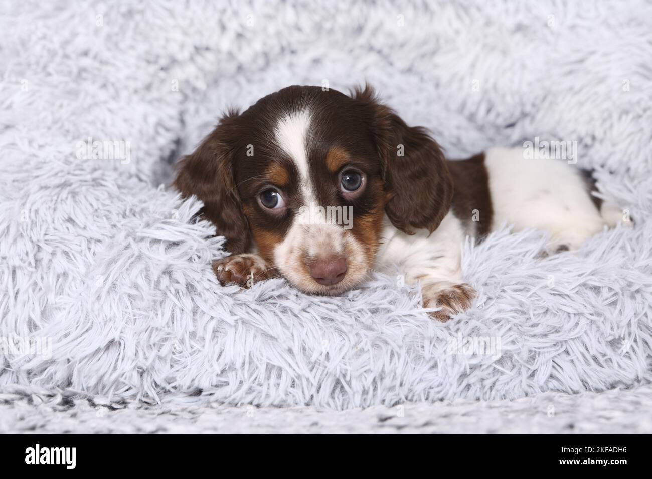 American Miniature Dachshund Puppy Foto Stock