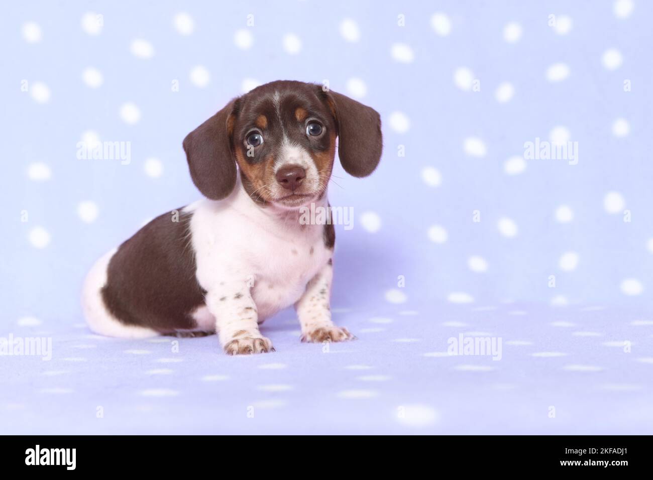 American Miniature Dachshund Puppy Foto Stock