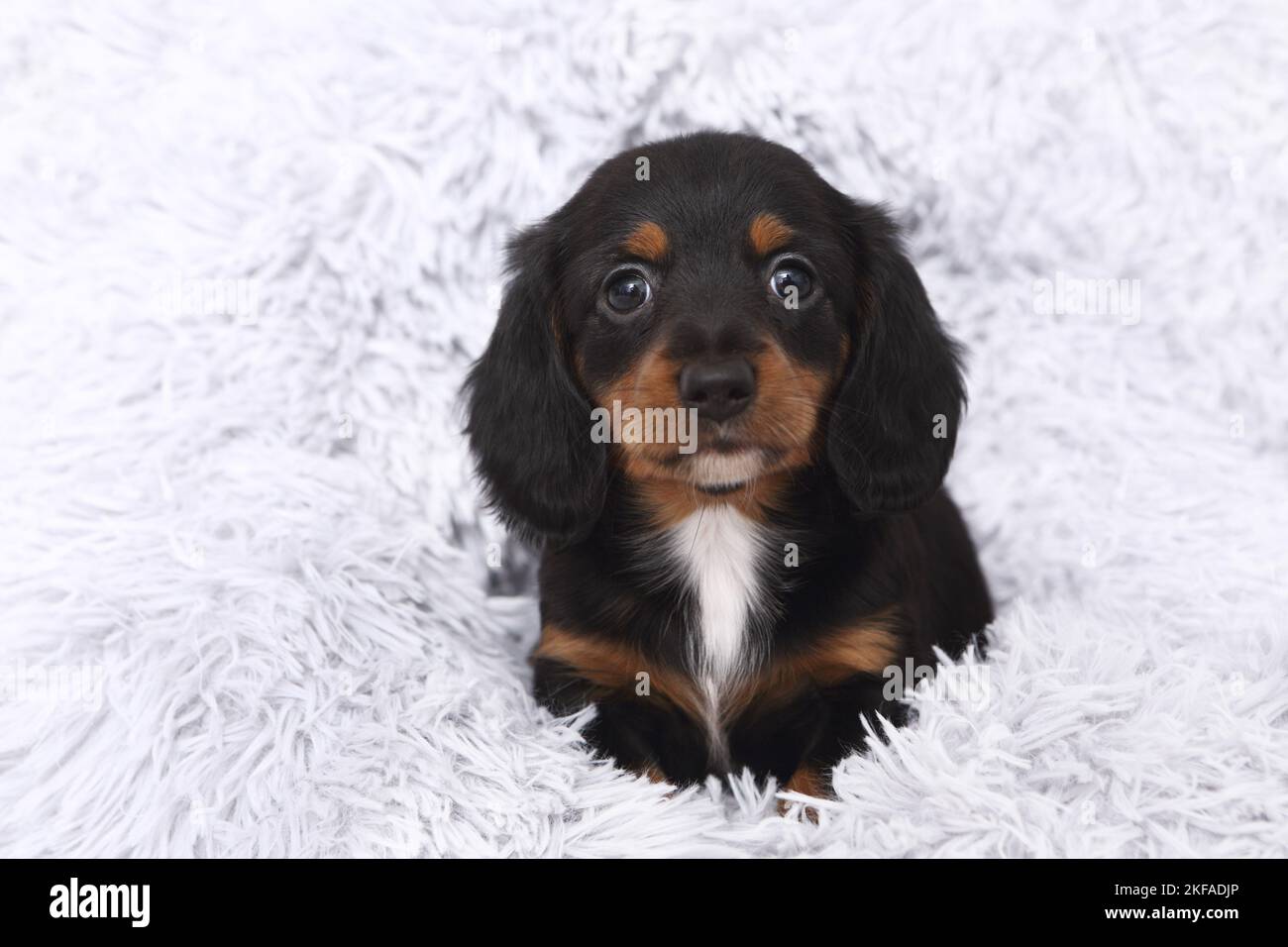 American Miniature Dachshund Puppy Foto Stock