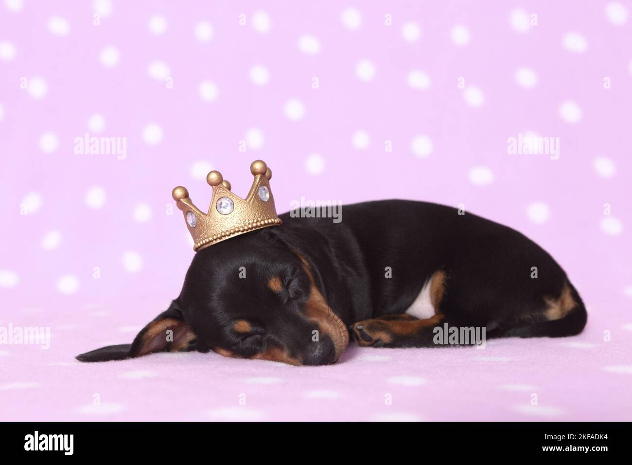 American Miniature Dachshund Puppy Foto Stock