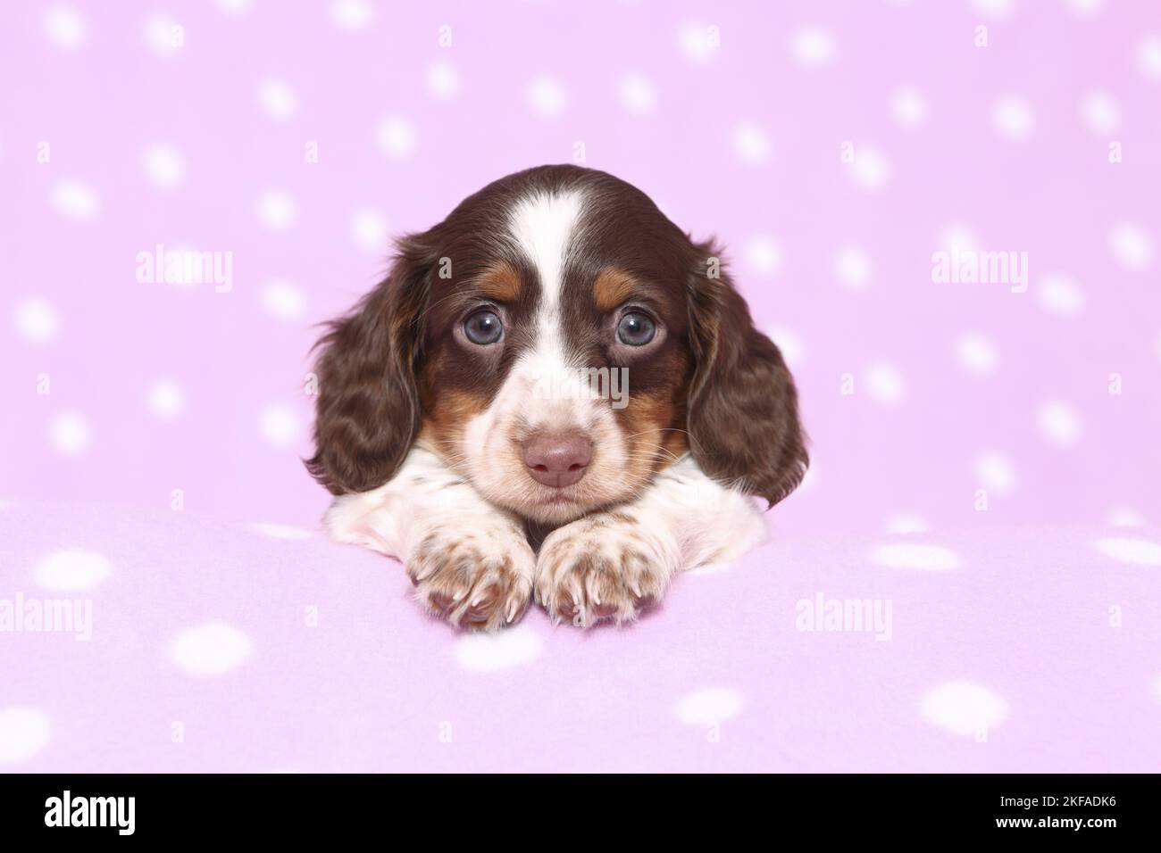 American Miniature Dachshund Puppy Foto Stock