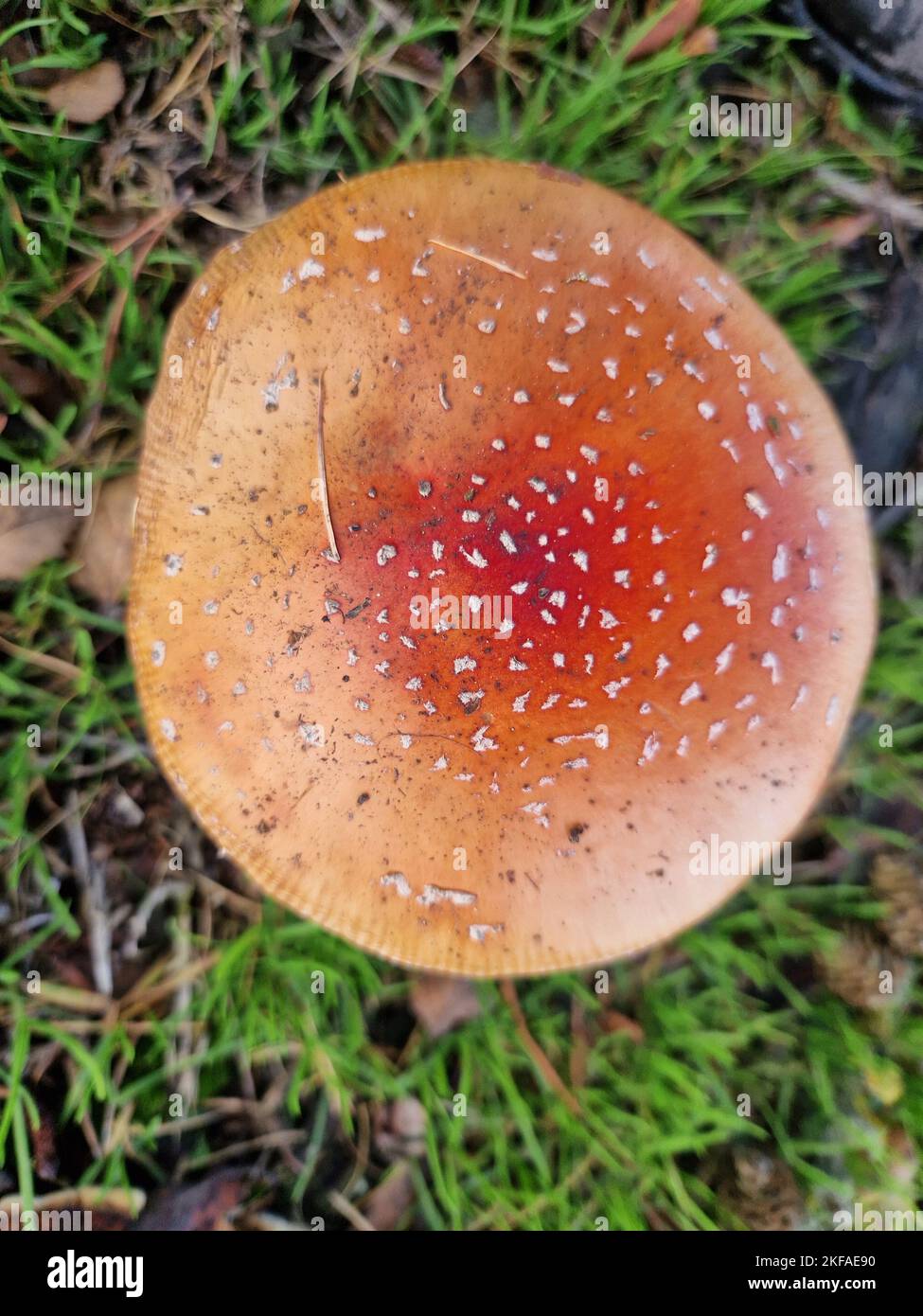 Toadstool Foto Stock