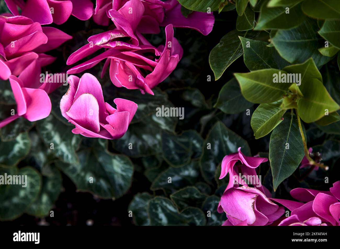 Ciclamino in fiore visto dall'alto e da vicino Foto Stock