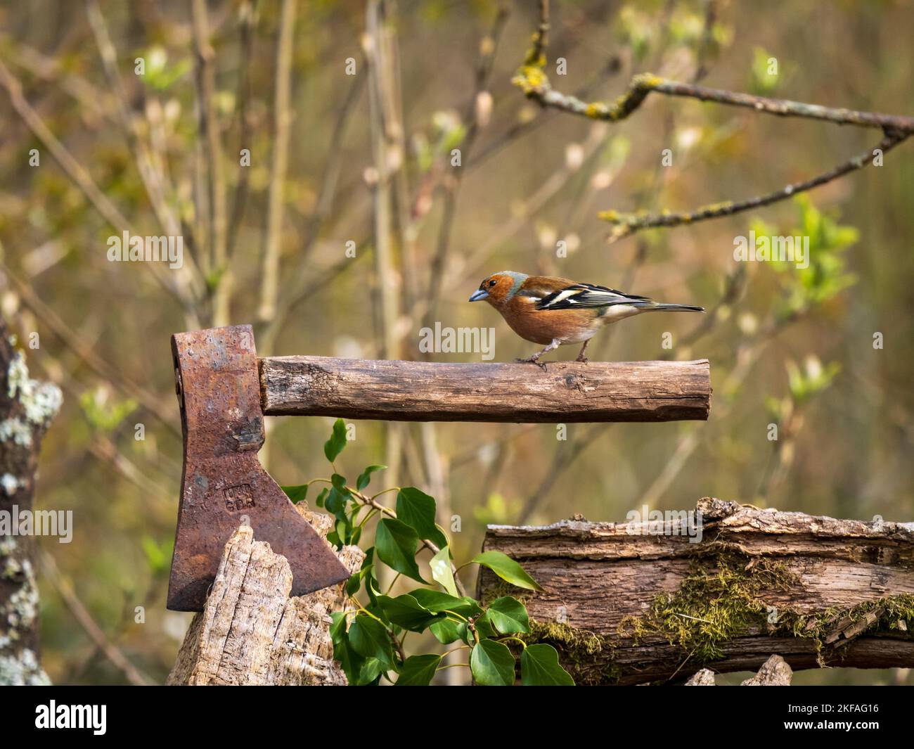 Chaffinch appollaiato su un ascia Foto Stock