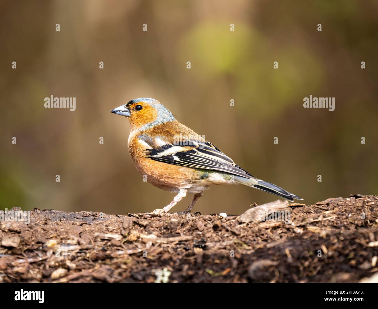 Chaffinch appollò su un ramo Foto Stock