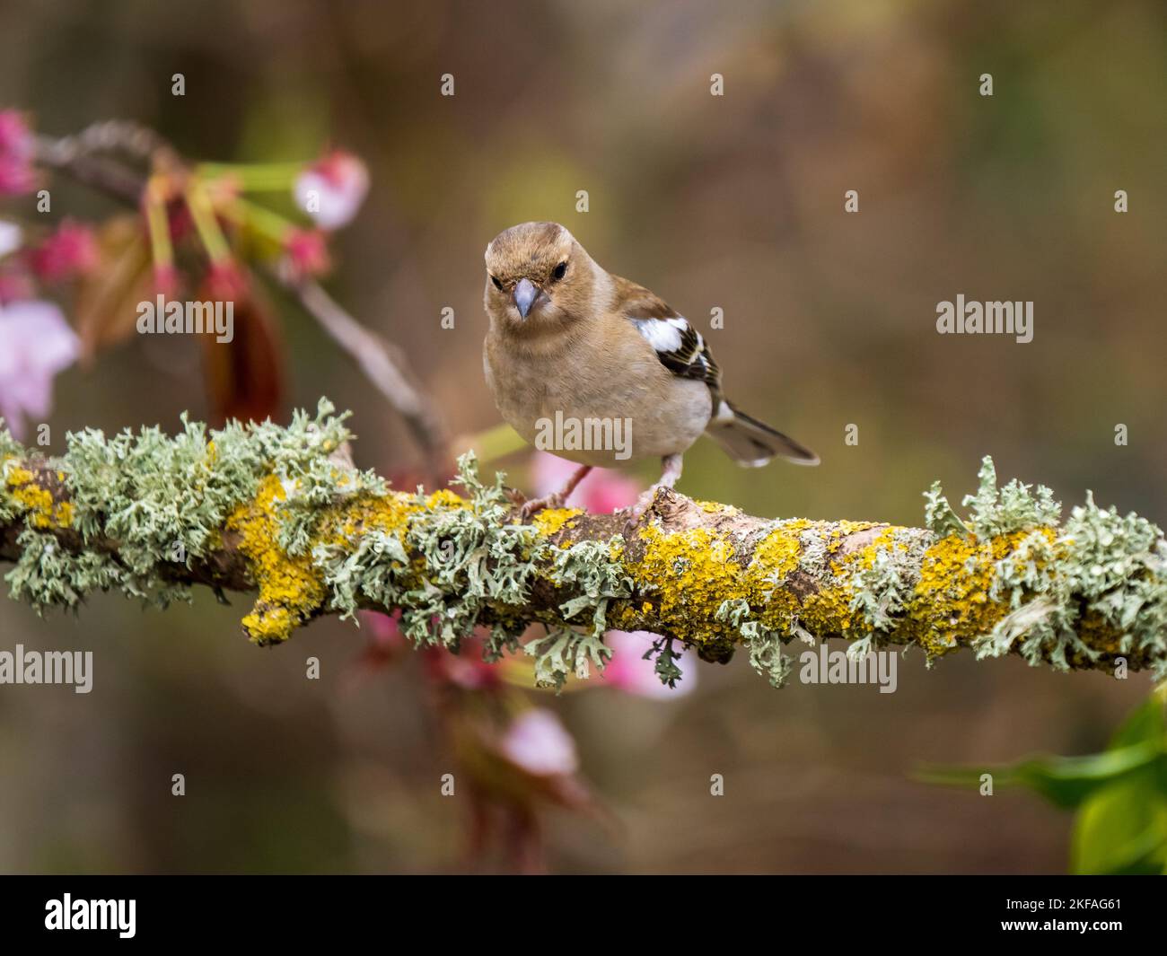 Chaffinch appollò su un ramo Foto Stock