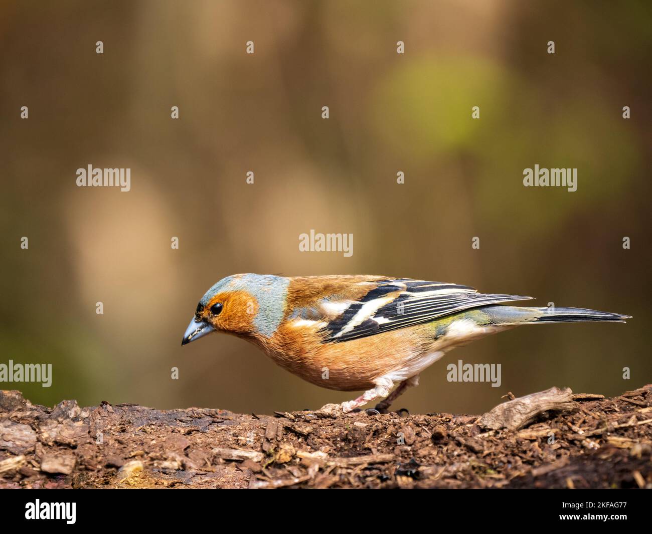 Chaffinch appollò su un ramo Foto Stock