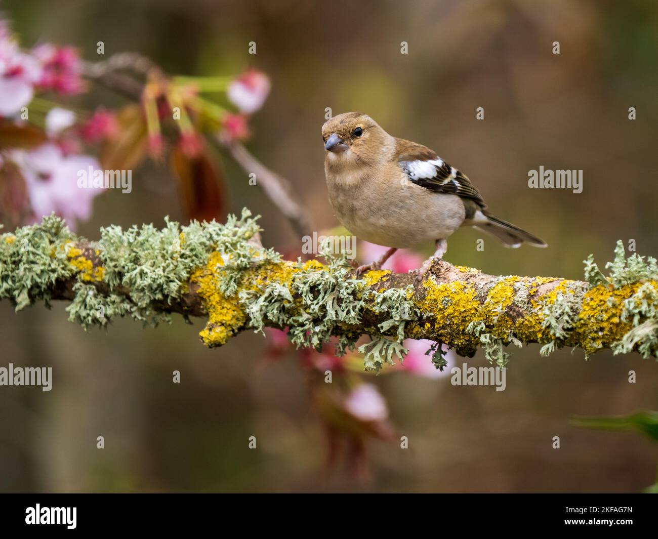 Chaffinch appollò su un ramo Foto Stock