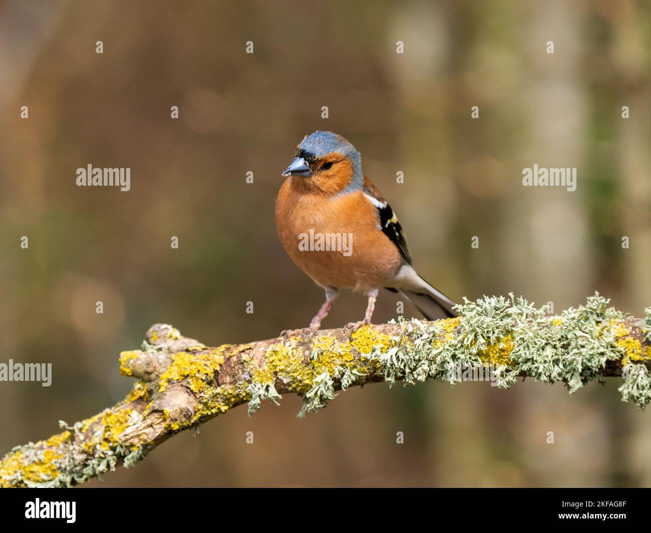 Chaffinch appollò su un ramo Foto Stock