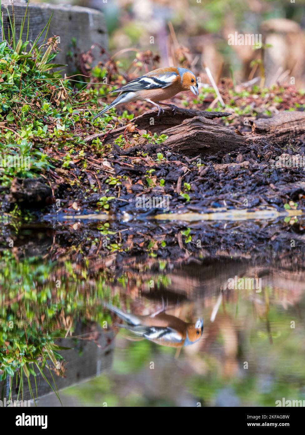 Affiggiti da una piscina di riflessione Foto Stock