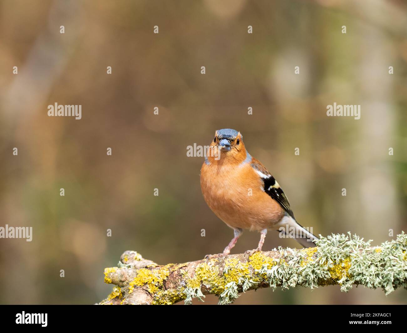 Chaffinch appollò su un ramo Foto Stock