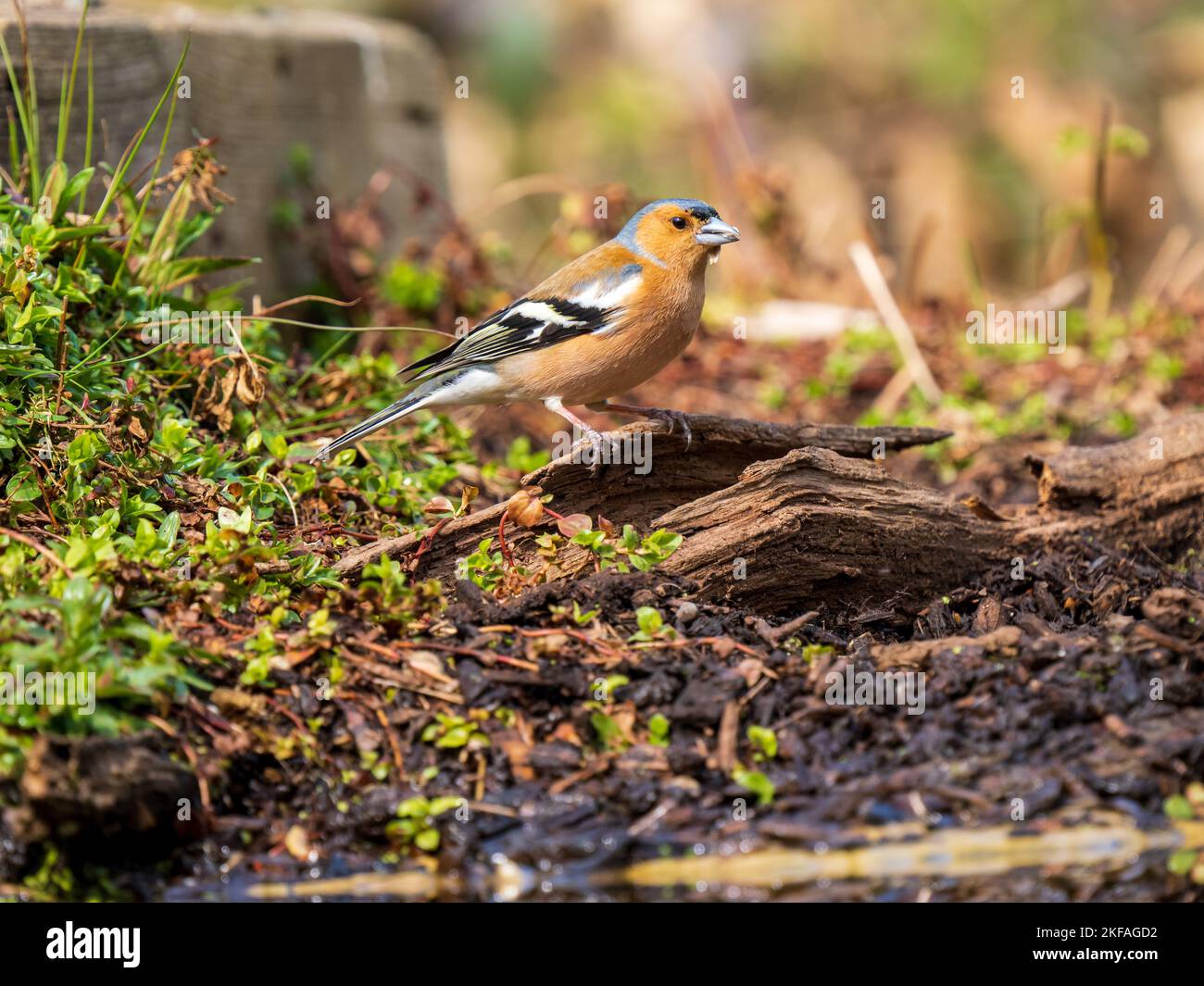 Sfregare a terra Foto Stock