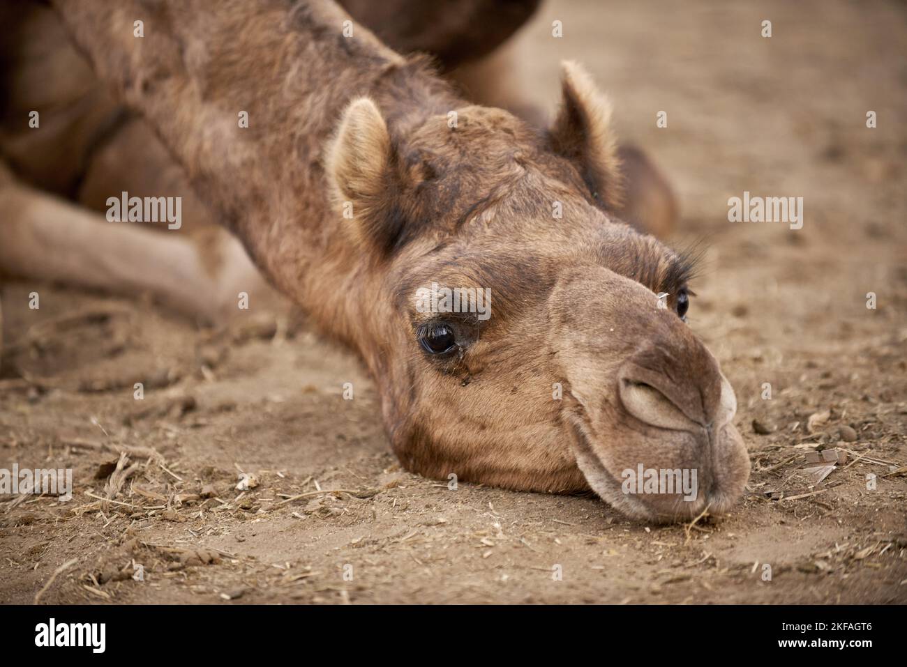 Giacente Dromedary Camel Foto Stock