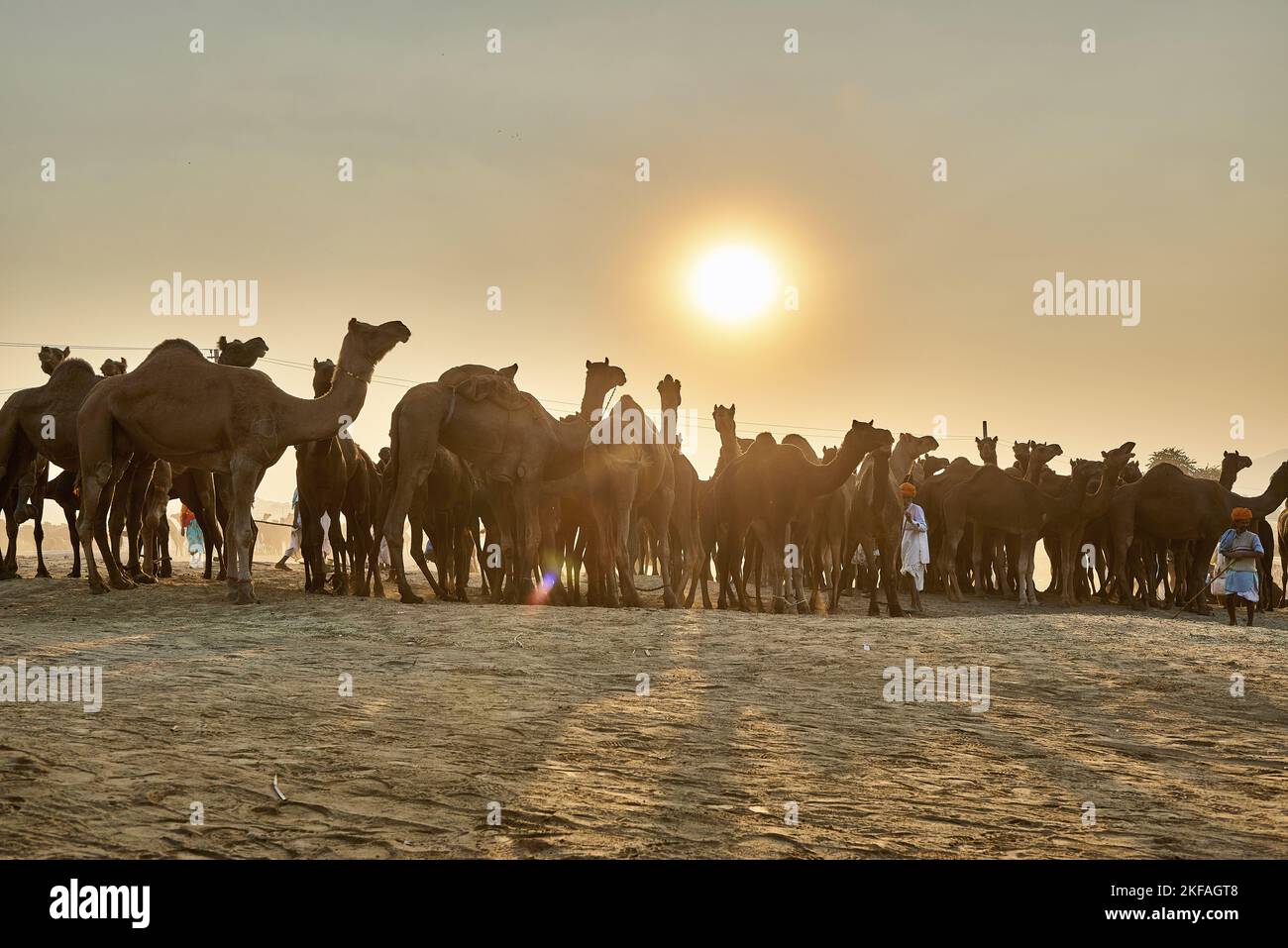 Dromedario Camel sul mercato degli animali Foto Stock