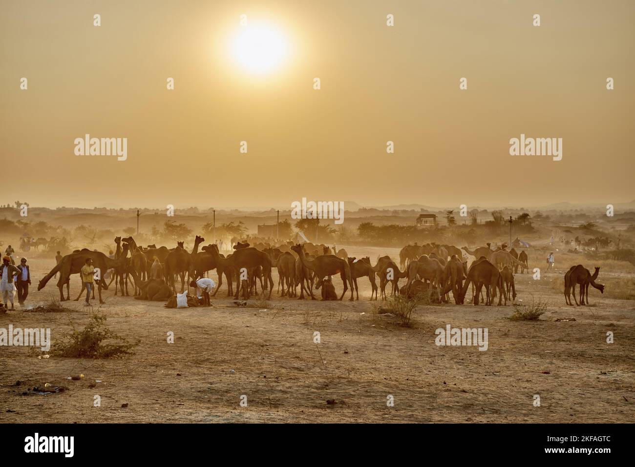 Dromedario Camel sul mercato degli animali Foto Stock