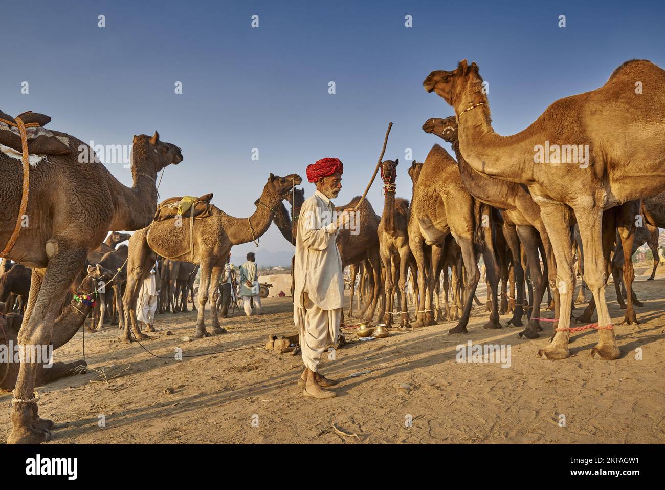 Dromedario Camel sul mercato degli animali Foto Stock