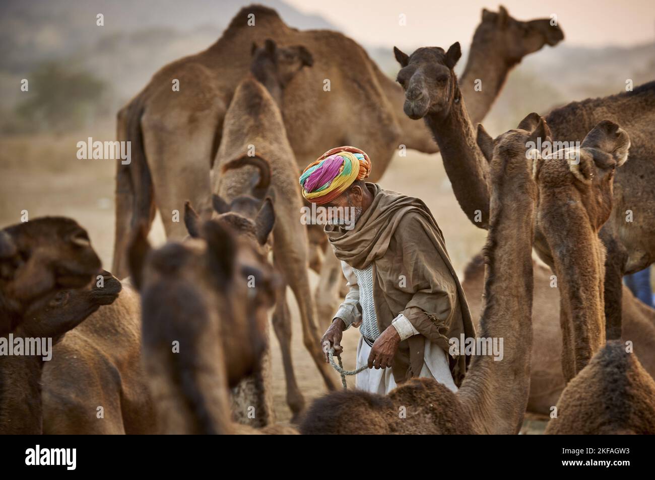 Dromedario Camel sul mercato degli animali Foto Stock