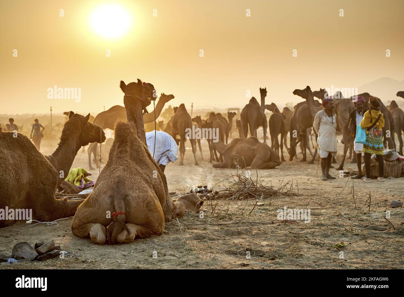 Dromedario Camel sul mercato degli animali Foto Stock