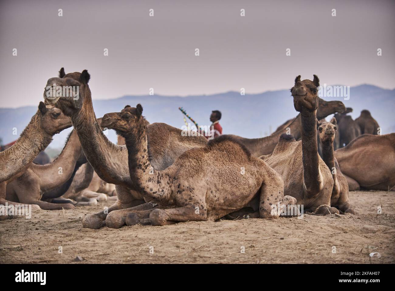 Dromedario Camel sul mercato degli animali Foto Stock