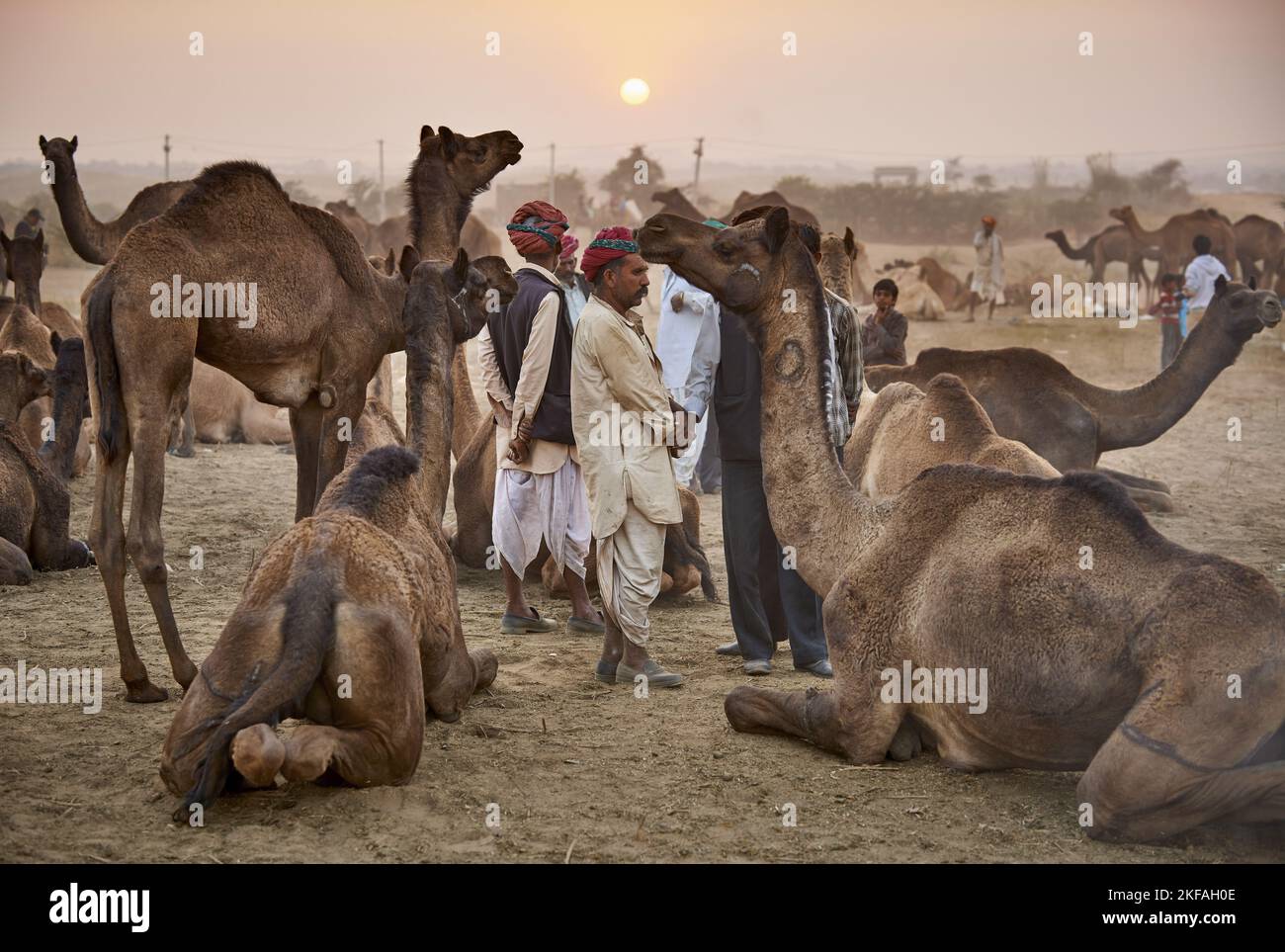 Dromedario Camel sul mercato degli animali Foto Stock