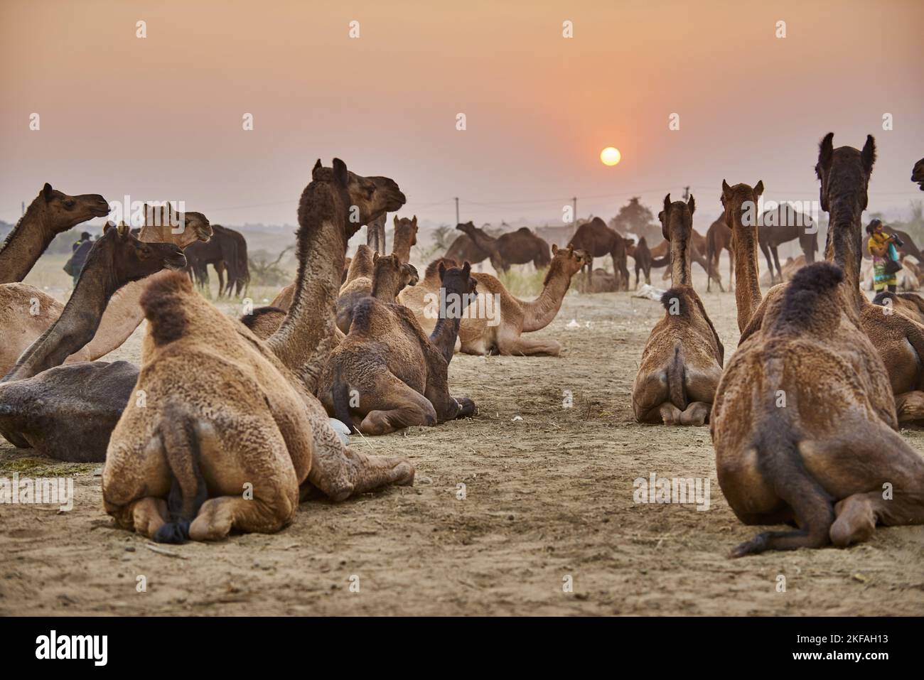 Dromedario Camel sul mercato degli animali Foto Stock