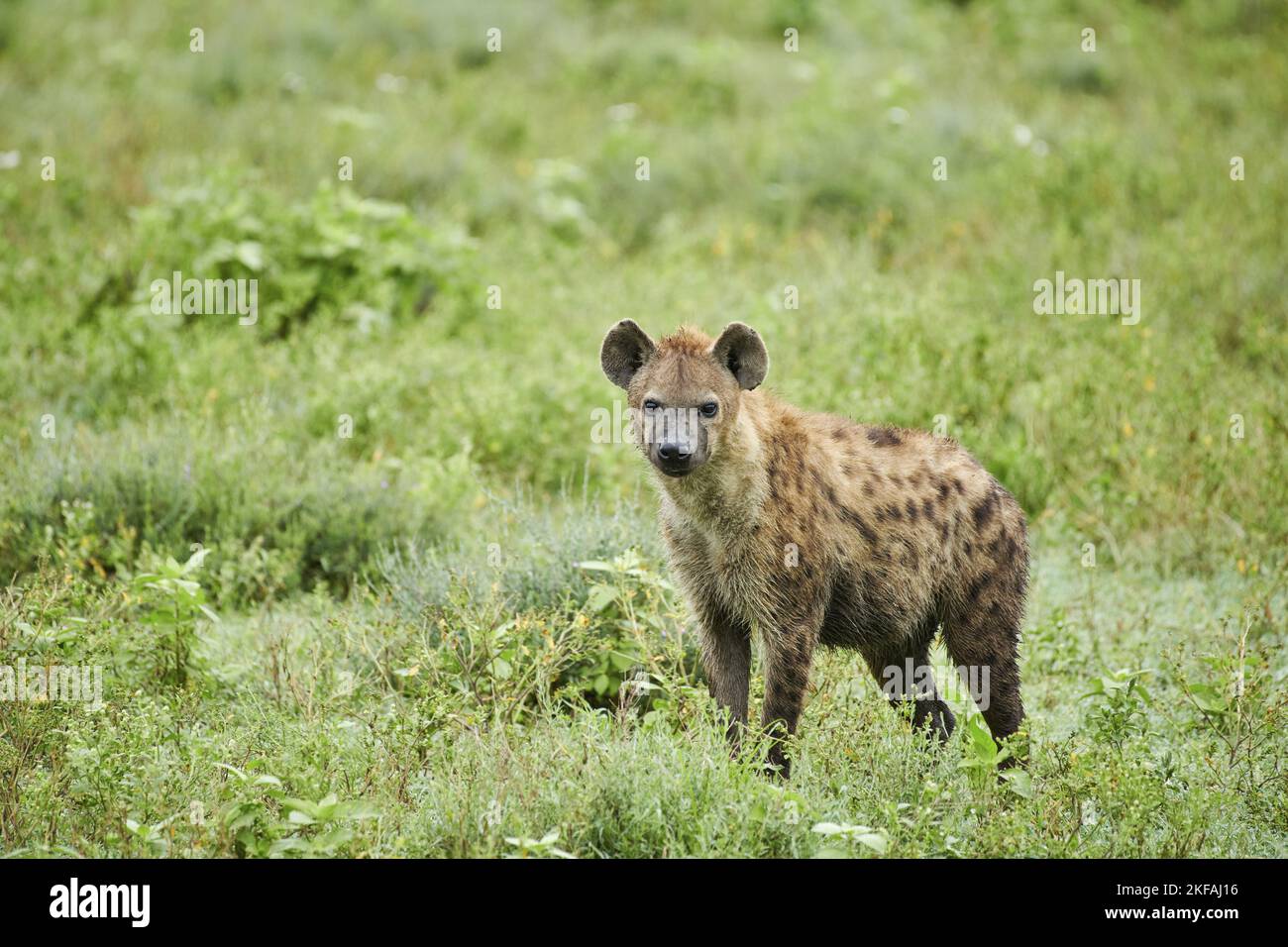 Hyena puntata in piedi Foto Stock